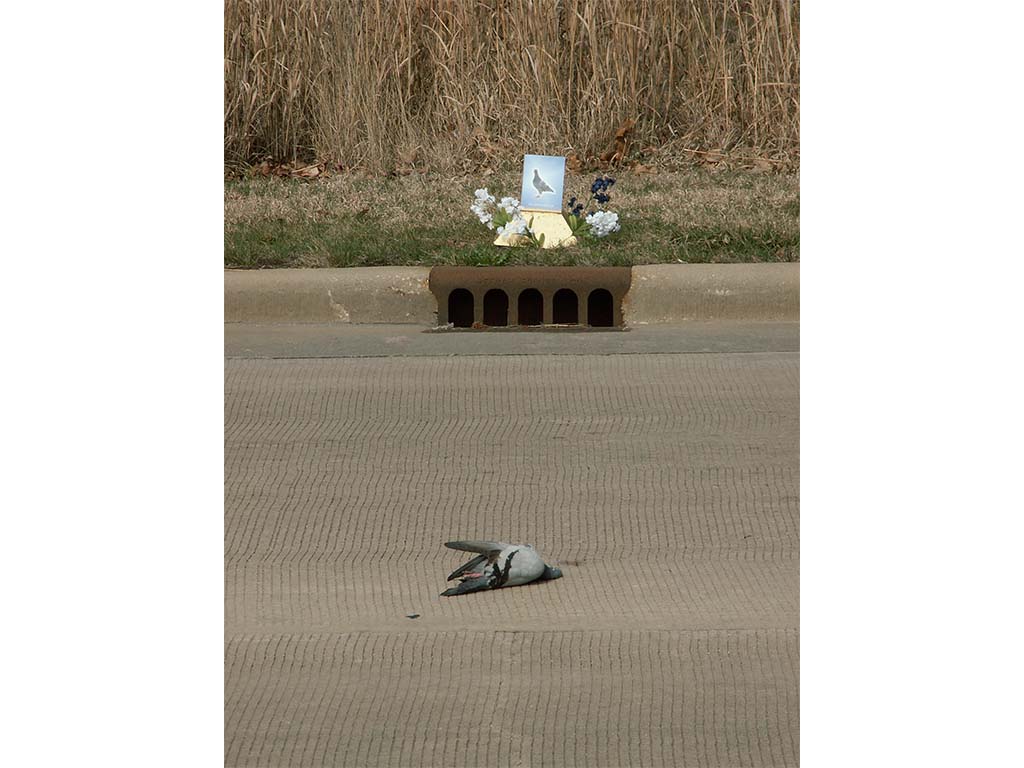 roadkill shrine